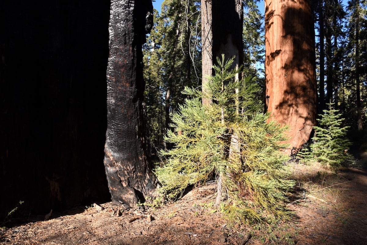 Photo of redwoods
